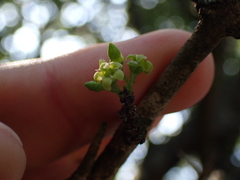 Canthium spinosum