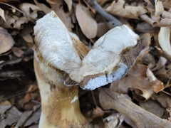 Boletus barrowsii