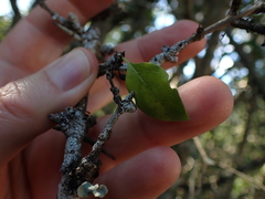 Canthium spinosum