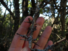 Canthium spinosum
