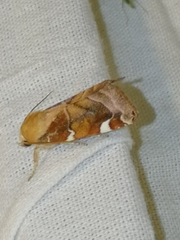 Cosmia diffinis