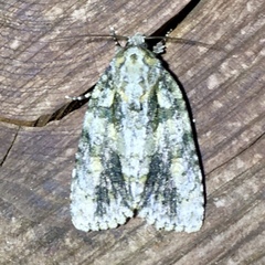 Acronicta ovata