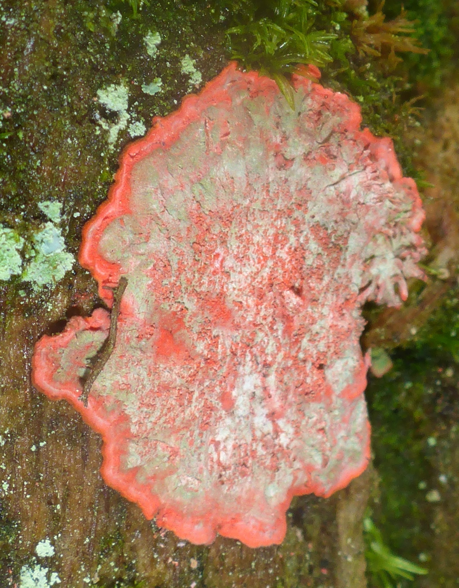 Arthoniaceae image