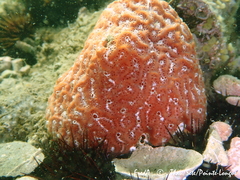 Aplidium nordmanni