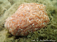 Aplidium nordmanni