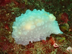 Doriopsilla pelseneeri