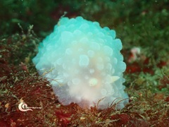 Doriopsilla pelseneeri