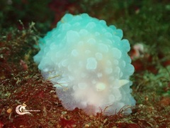 Doriopsilla pelseneeri