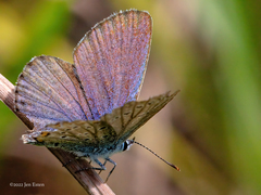 Plebejus samuelis