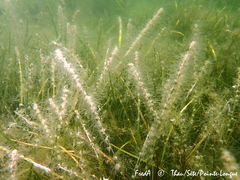 Bunodeopsis strumosa