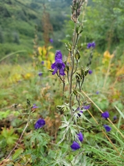 Aconitum delphiniifolium