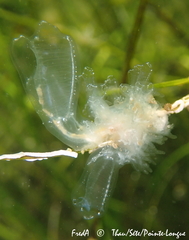 Clavelina oblonga