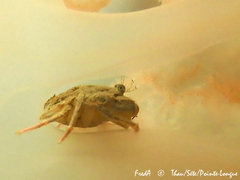 Liocarcinus vernalis