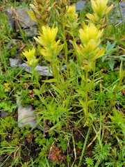 Castilleja unalaschcensis