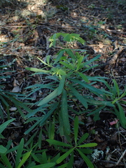 Euphorbia kraussiana