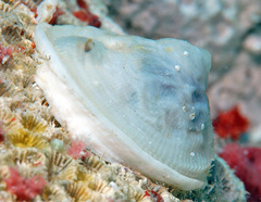 Cheilea equestris