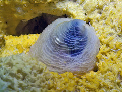 Cheilea equestris