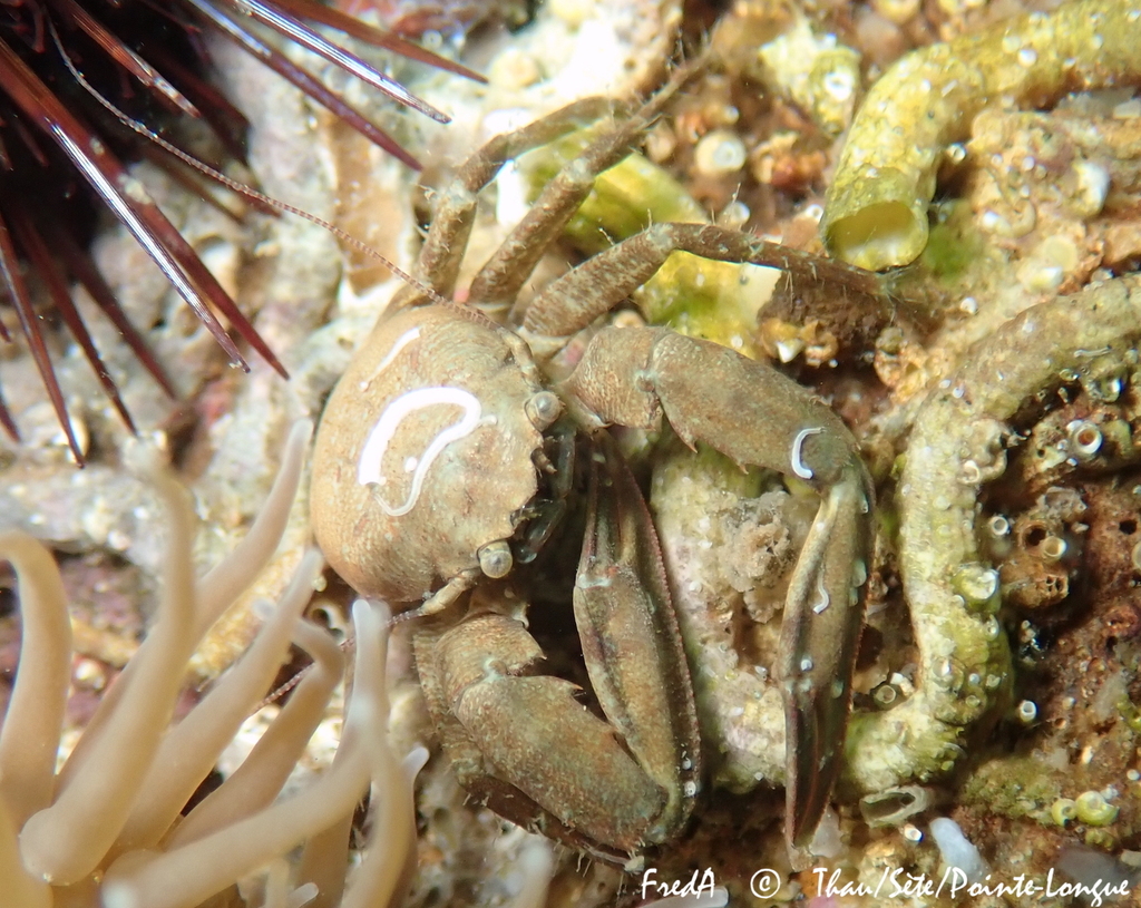 Pisidia bluteli