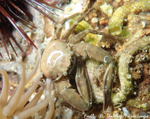 Pisidia bluteli