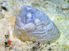 Cheilea equestris