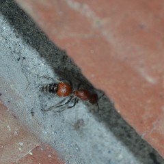 Dasymutilla nigripes