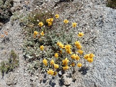 Eriophyllum lanatum integrifolium