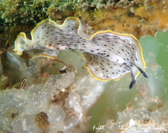 Prostheceraeus moseleyi