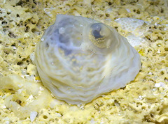 Cheilea equestris