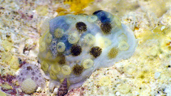 Cheilea equestris