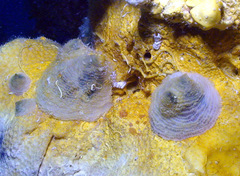 Cheilea equestris