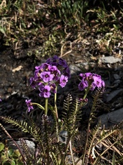 Cardamine purpurea