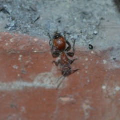 Dasymutilla nigripes