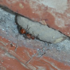 Dasymutilla nigripes