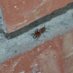 Dasymutilla nigripes