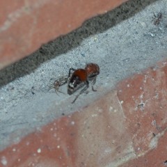 Dasymutilla nigripes