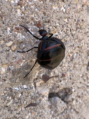 Megetra