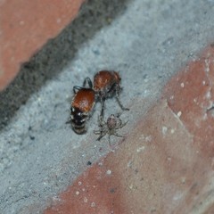 Dasymutilla nigripes