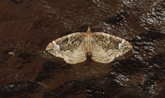 Eulithis prunata