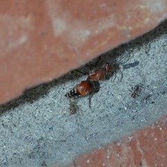 Dasymutilla nigripes