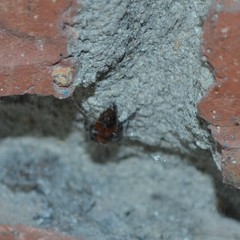 Dasymutilla nigripes