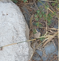 Podarcis siculus