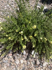 Dasiphora fruticosa