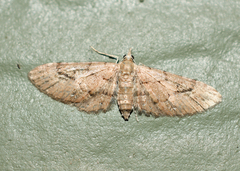 Eupithecia unicolor