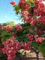 Mussaenda erythrophylla