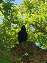 Corvus corax