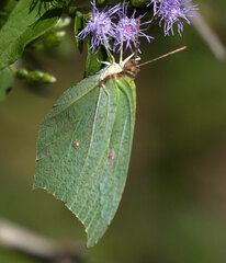 Anteos maerula