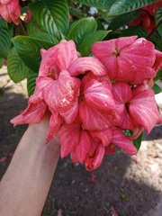 Mussaenda erythrophylla