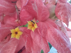 Mussaenda erythrophylla