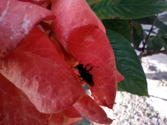 Mussaenda erythrophylla