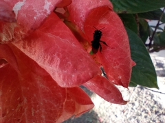 Mussaenda erythrophylla